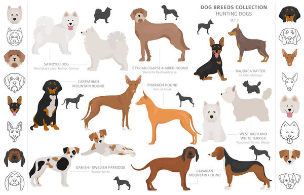 Hunting dogs collection isolated on white clipart. Flat style. D