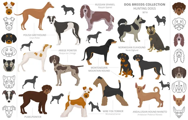 Hunting dogs collection isolated on white clipart. Flat style. D — Stock Vector