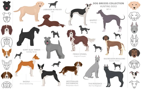 Cães de caça coleção isolado em clipart branco. Estilo plano. D — Vetor de Stock