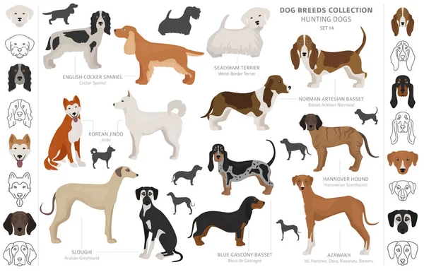 Hunting dogs collection isolated on white clipart. Flat style. D — Stock Vector