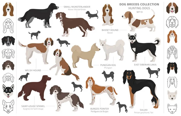 Colección de perros de caza aislados en clipart blanco. Estilo plano. D) — Vector de stock