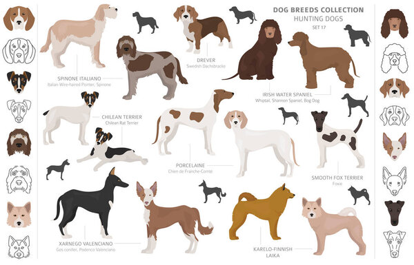 Hunting dogs collection isolated on white clipart. Flat style. D