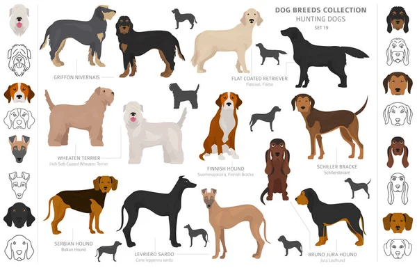 Hunting dogs collection isolated on white clipart. Flat style. D — ストックベクタ