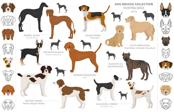 Colección de perros de caza aislados en clipart blanco. Estilo plano. D) — Vector de stock