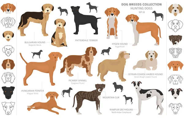 Colección de perros de caza aislados en clipart blanco. Estilo plano. Diferentes colores, retratos y siluetas — Archivo Imágenes Vectoriales