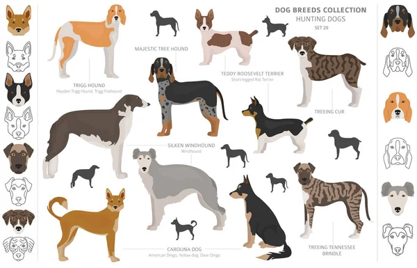 Hunting dogs collection isolated on white clipart. Flat style. D — Stock Vector