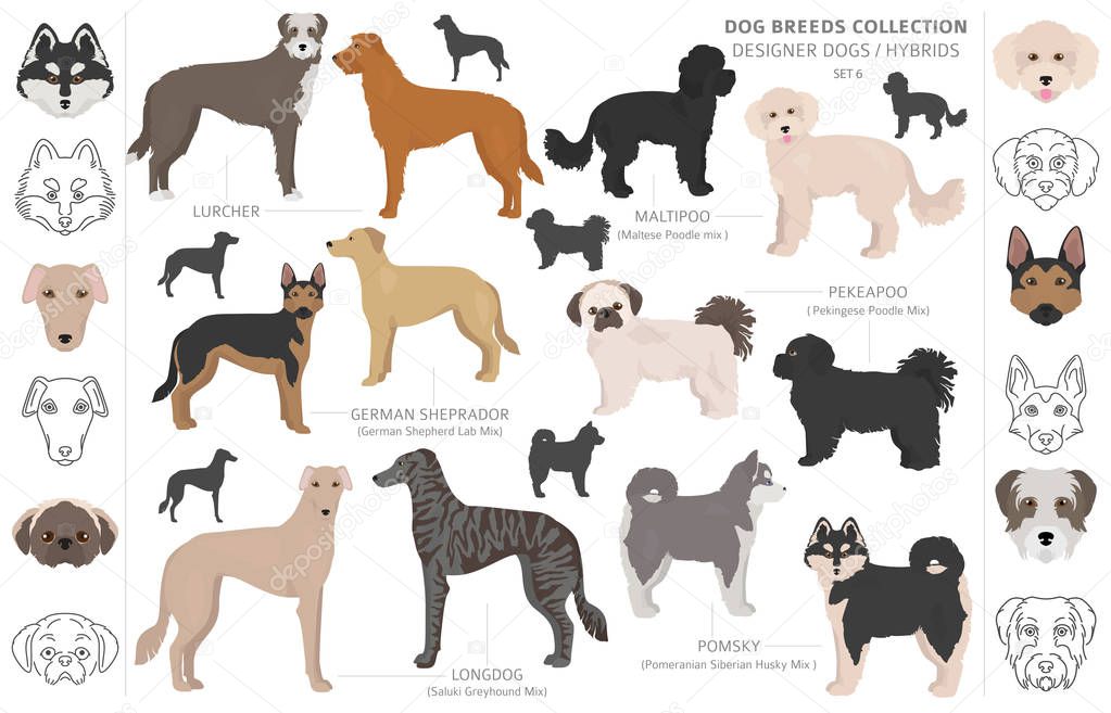 Designer dogs, crossbreed, hybrid mix pooches collection isolate