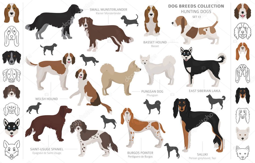 Hunting dogs collection isolated on white clipart. Flat style. D