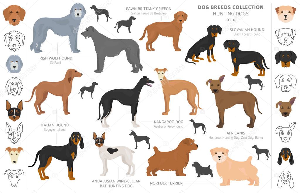 Hunting dogs collection isolated on white clipart. Flat style. D