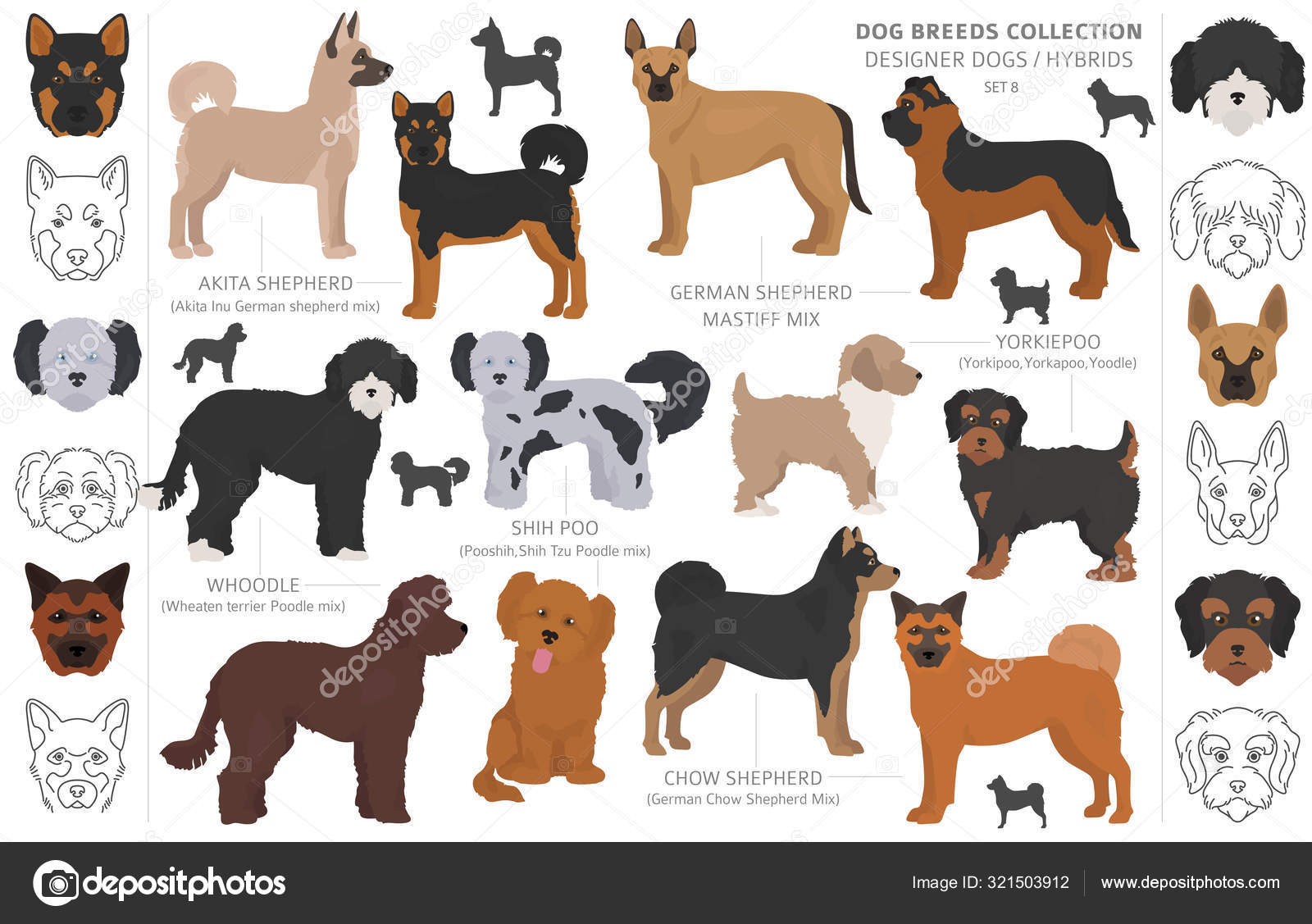 Designer dogs, crossbreed, hybrid mix pooches collection isolate