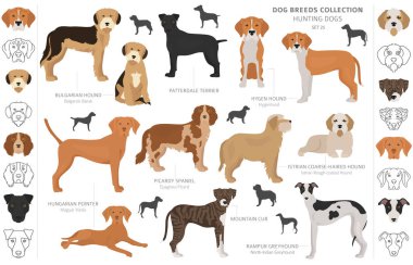 Beyaz klipte izole edilmiş av köpekleri koleksiyonu. Düz stil. Farklı renkler, portreler ve siluetler.