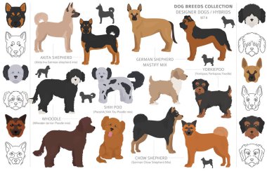 Tasarımcı köpekler, crossbreed, hibrid mix pooches toplama izole