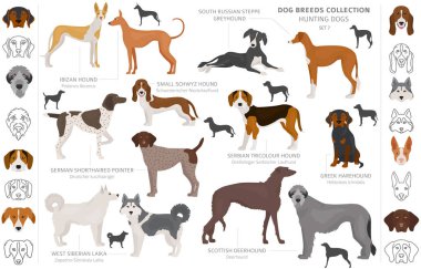 Beyaz klipte izole edilmiş av köpekleri koleksiyonu. Düz stil. D