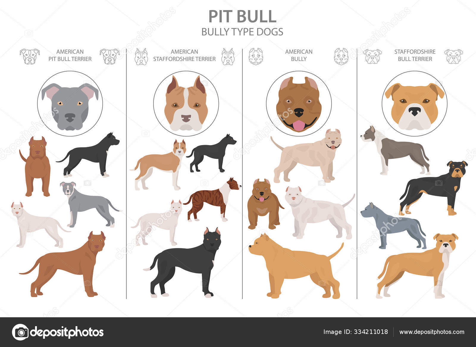 ᐈ Bully Pitbulls Stock Images Royalty Free American Bully Pictures Download On Depositphotos