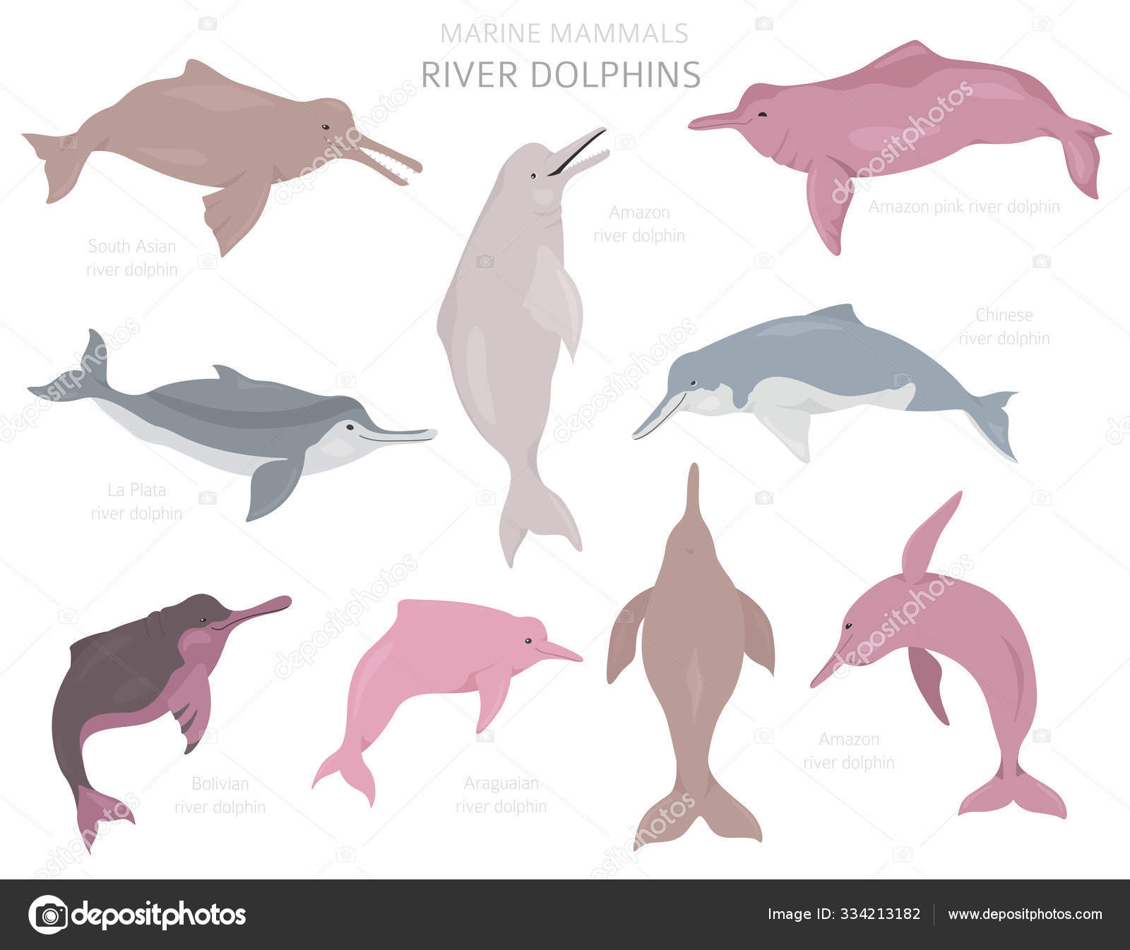 75 Amazon River Dolphin Vector Images Free Royalty Free Amazon River Dolphin Vectors Depositphotos