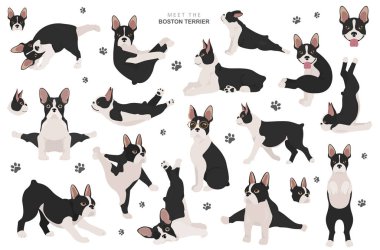 Boston Terrier Clipart 'ta. Köpeğin sağlıklı silueti ve yoga pozları.