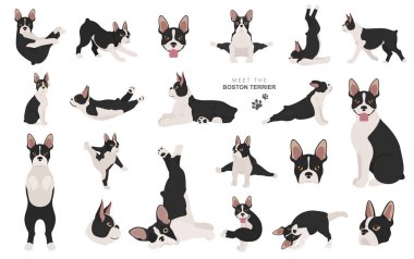 Boston Terrier Clipart 'ta. Köpeğin sağlıklı silueti ve yoga pozları.