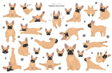 Fransız Bulldog Clipart. Köpeğin sağlıklı silueti ve yoga pozları.