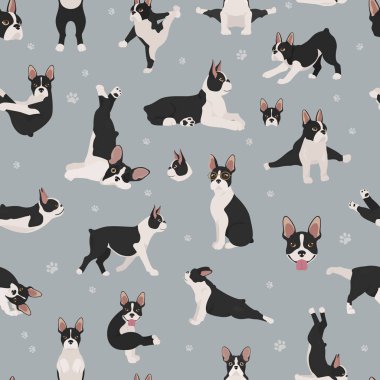 Boston Teriyeri kusursuz desen. Köpek sağlıklı siluet ve yoga.