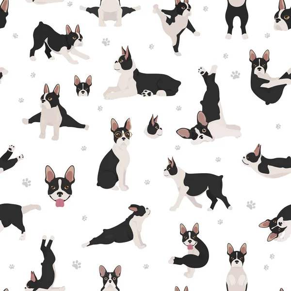 Boston terrier seamless pattern. Dog healthy silhouette and yoga — 스톡 벡터