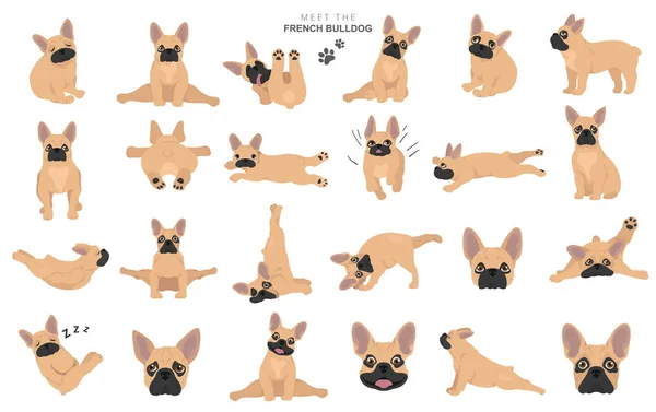 Franse bulldog clipart. Hond gezond silhouet en yoga poses se — Stockvector