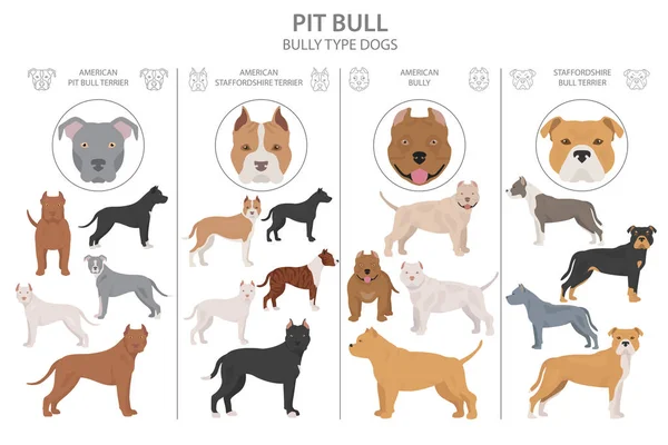 Chiens de type taureau. Différentes variantes de couleur de manteau Bully chiens — Image vectorielle