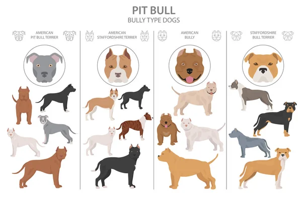 Pit bull type dogs. Different variaties of coat color bully dogs — Stock Vector