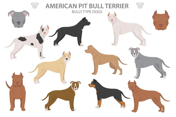 Perros tipo Pit bull. Pit bull terrier americano. Variaciones diferentes — Vector de stock