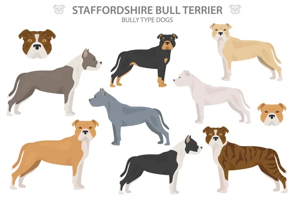 Pit bull type honden. Staffordshire stier terriër. Verschillende varianten — Stockvector