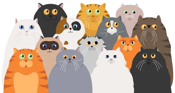 Cartel de gato. Colección de personajes de dibujos animados gato. Diferente gato s p — Archivo Imágenes Vectoriales