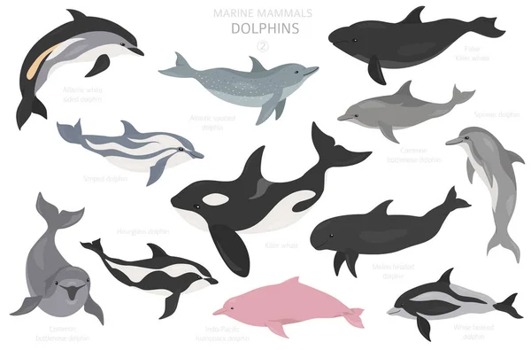 Ντόλφινς έτοιμα. Συλλογή θαλάσσιων θηλαστικών. Κινούμενα σχέδια επίπεδη στυλ desi — Διανυσματικό Αρχείο