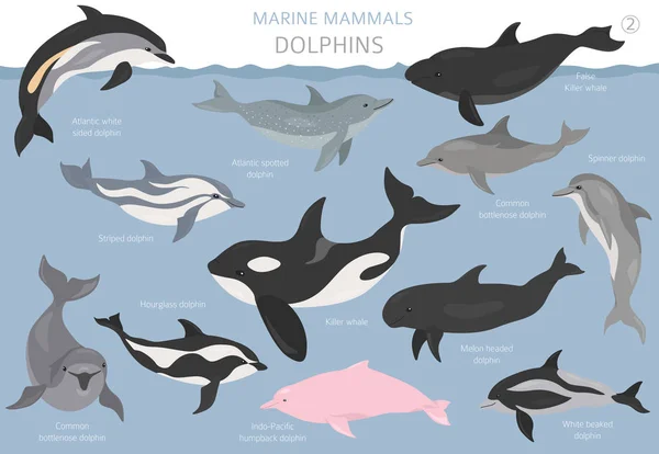 Delfiny gotowe. Kolekcja ssaków morskich. Kreskówka płaski styl desi — Wektor stockowy