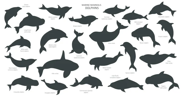 Siluety delfínů nastaveny. Kolekce mořských savců. Cartoon fla — Stockový vektor