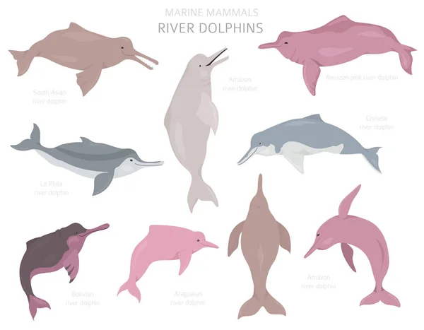 Floddelfiner inställda. Insamling av marina däggdjur. Tecknad platt stil — Stock vektor