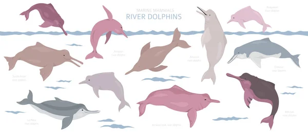 River dolphins set. Marine mammals collection. Cartoon flat styl — Stock Vector