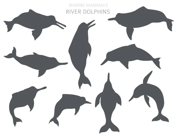 Ποταμά δελφίνια έτοιμα. Συλλογή θαλάσσιων θηλαστικών. Στυλ καρτούν — Διανυσματικό Αρχείο