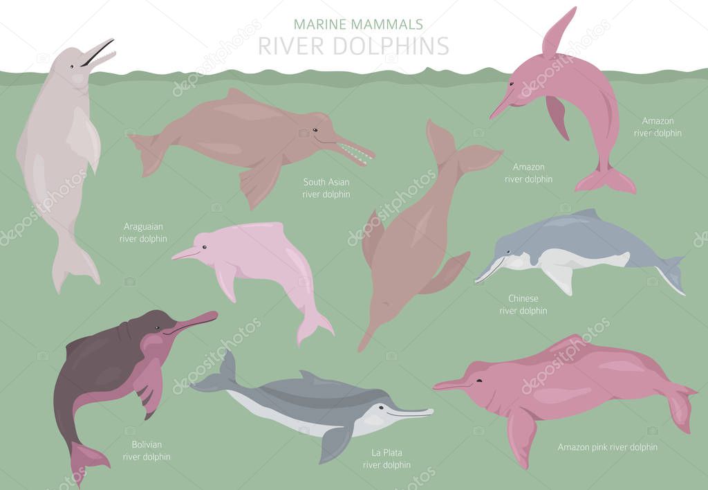 River dolphins set. Marine mammals collection. Cartoon flat styl