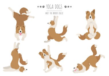 Yoga köpekleri poz verir ve poster tasarımı yapar. Border collie clipa