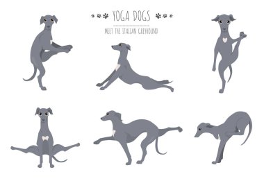 Yoga köpekleri poz verir ve poster tasarımı yapar. İtalyan tazı C
