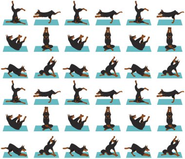 Yoga köpekleri poz verir ve kusursuz desen tasarımı yapar. Doberman 
