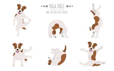 Yoga köpekleri poz verir ve poster tasarımı yapar. Jack Russel Teriyeri