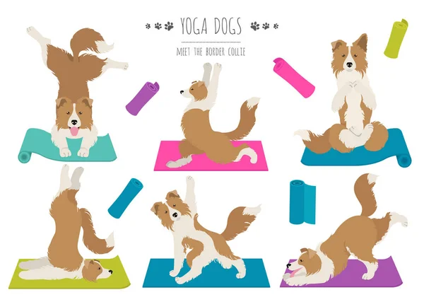 Perros de yoga posa y ejercicios diseño de póster. Frontera collie clipa — Vector de stock