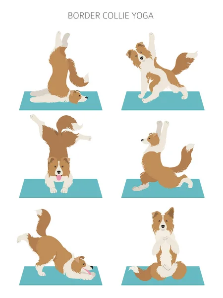 Perros de yoga posa y ejercicios diseño de póster. Frontera collie clipa — Vector de stock