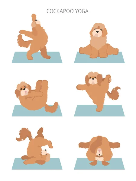 Yoga hundar poserar och övar affischdesign. Cockapoo clipart — Stock vektor