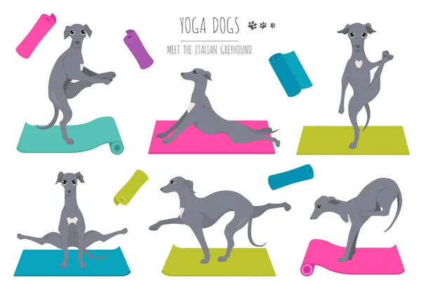 Γιόγκα σκυλιά θέτει και ασκήσεις σχεδιασμό αφίσας. Ιταλικό λαγωνικό — Διανυσματικό Αρχείο