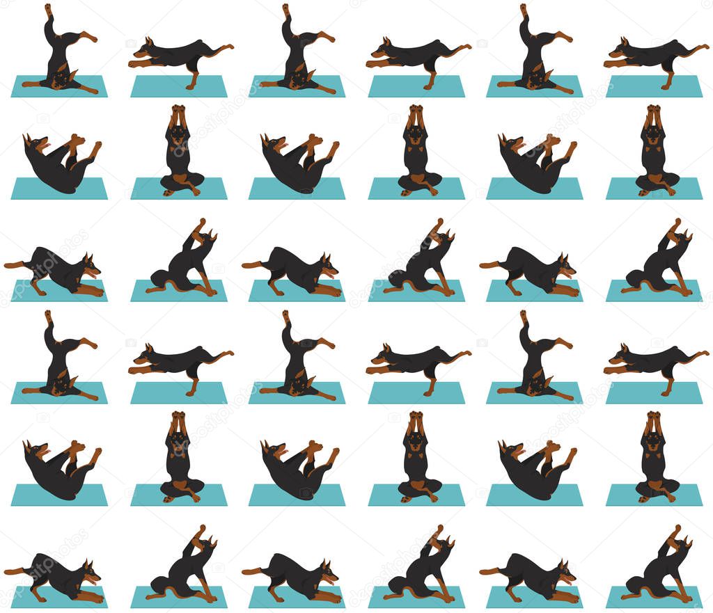 Yoga dogs poses and exercises seamless pattern design. Doberman 