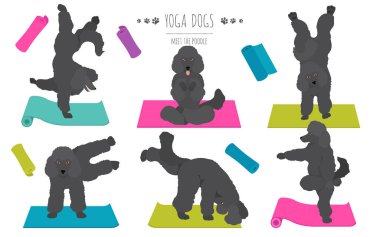 Yoga köpekleri poz verir ve poster tasarımı yapar. Kaniş klipsi