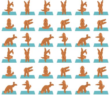 Yoga köpekleri poz verir ve kusursuz desen tasarımı yapar. Kaniş kanişi!