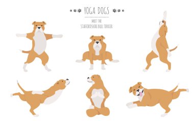 Yoga köpekleri poz verir ve poster tasarımı yapar. Staffordshire boğası 
