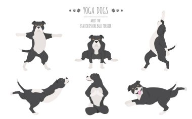 Yoga köpekleri poz verir ve poster tasarımı yapar. Staffordshire boğası 